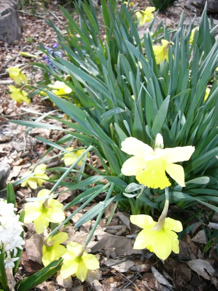 Dafodils 1.JPG